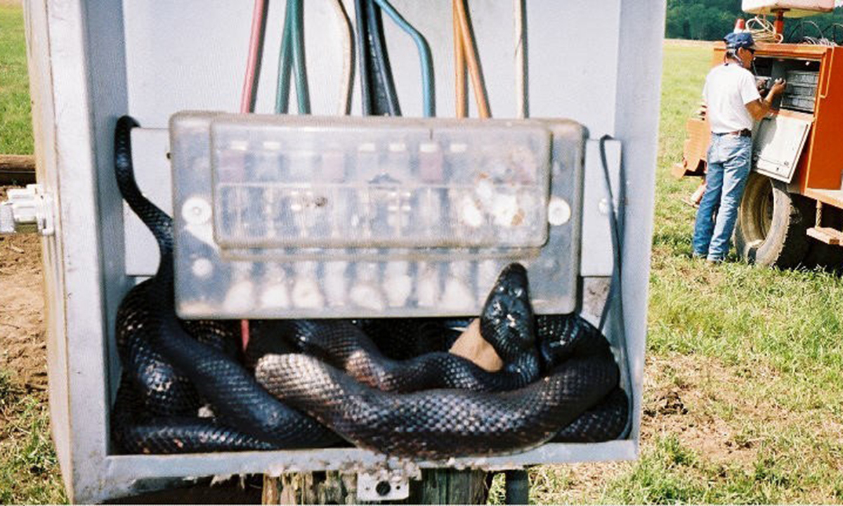 Enclosure - snake_1200x720.jpg