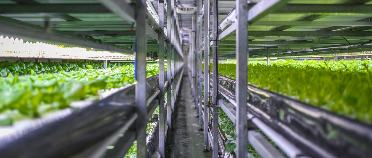 Cable and pipe seals for controlled environmental agriculture (CEA)